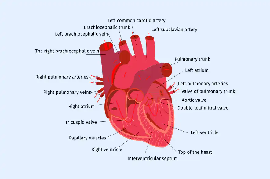 Parts of our heart