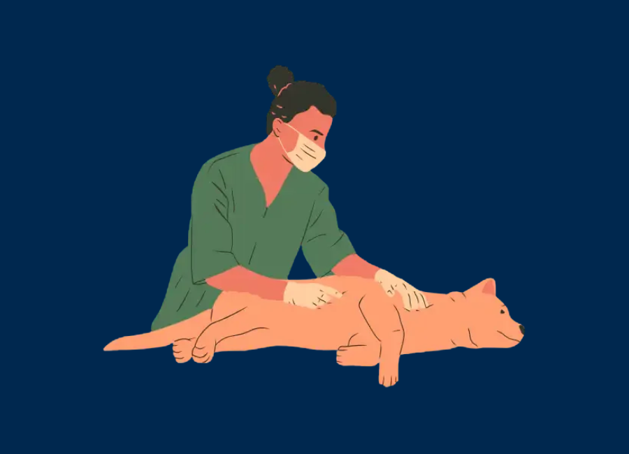 Understanding Veterinarian Purchasing Behavior: Insights from Healthcare Data